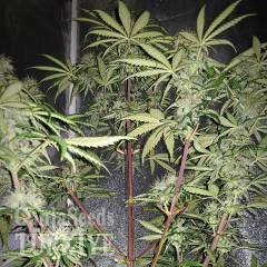 Auto Blue Amnesia feminised Ganja Seeds
