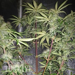 Auto Blue Amnesia feminised Ganja Seeds