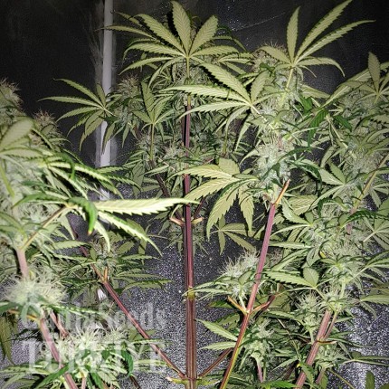 Auto Blue Amnesia feminised Ganja Seeds