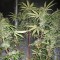 Rize’de  Auto Blue Amnesia feminised Ganja Seeds kenevir tohumu