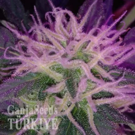 Auto Blue Amnesia feminised Ganja Seeds