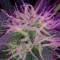 Samsun’da  Auto Blue Amnesia feminised Ganja Seeds kenevir tohumu