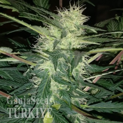 Auto Blue Amnesia feminised Ganja Seeds