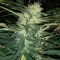 Trabzon’da  Auto Blue Amnesia feminised Ganja Seeds kenevir tohumu
