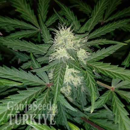 Auto Blue Amnesia feminised Ganja Seeds
