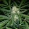 Yalova’da  Auto Blue Amnesia feminised Ganja Seeds kenevir tohumu