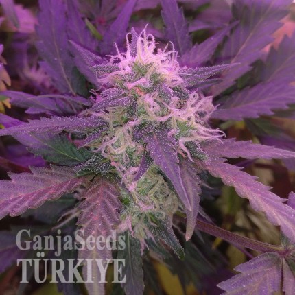 Auto Blue Amnesia feminised Ganja Seeds