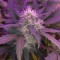 Auto Blue Amnesia feminised Ganja Seeds Otomatik çiçeklenen dişileştirilmiş kenevir tohumu