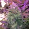 Auto Blue Amnesia feminised Ganja Seeds Otomatik çiçeklenen kenevir tohumları
