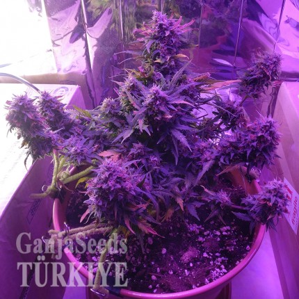 Auto Blue Amnesia feminised Ganja Seeds