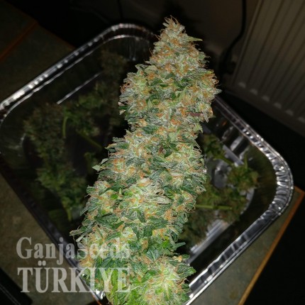 Auto Blue Amnesia feminised Ganja Seeds