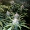 Auto Blue Amnesia feminised Ganja Seeds Kenevir tohumları