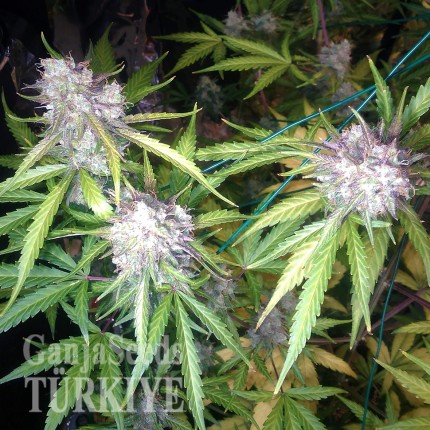 Auto Blue Amnesia feminised Ganja Seeds