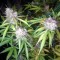 Auto Blue Amnesia feminised Ganja Seeds Online kenevir tohumu