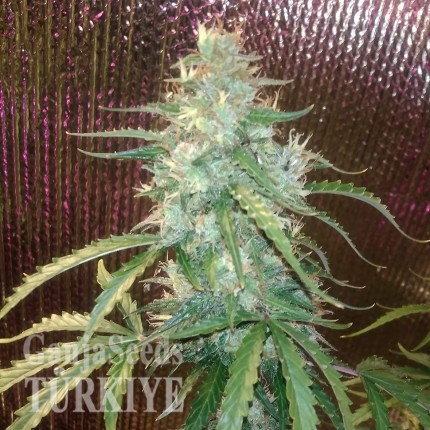 Auto Blue Amnesia feminised Ganja Seeds
