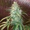 Auto Blue Amnesia feminised Ganja Seeds Eve teslim kenevir tohumları