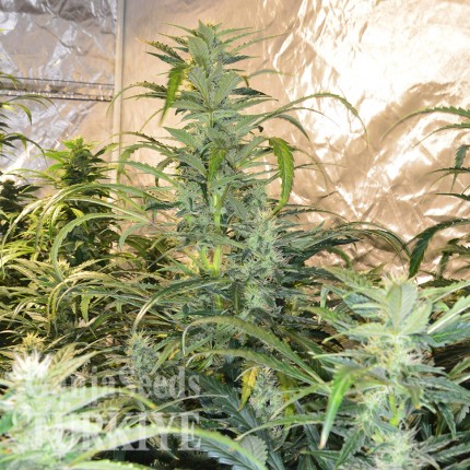 Auto Blue Amnesia feminised Ganja Seeds