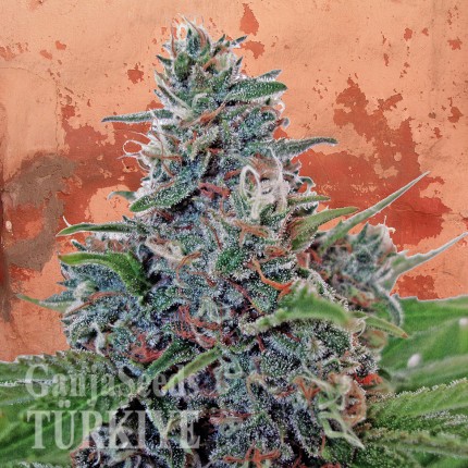 Auto Blue Amnesia feminised Ganja Seeds