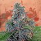 Türkiye'de online kenevir tohumu Auto Blue Amnesia feminised Ganja Seeds