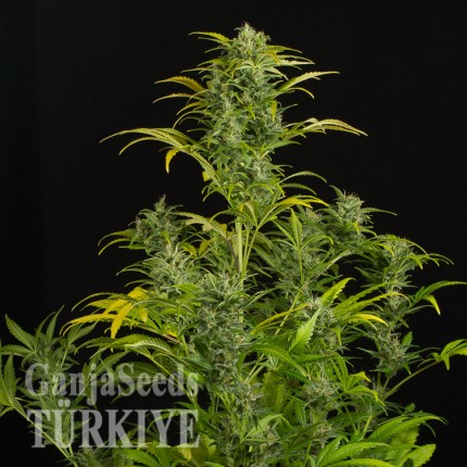Auto Blue Amnesia feminised Ganja Seeds
