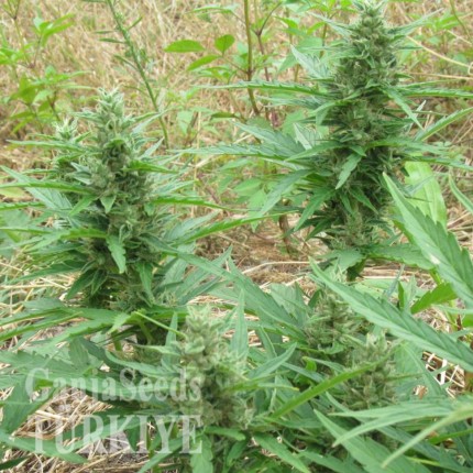 Auto Blue Amnesia feminised Ganja Seeds