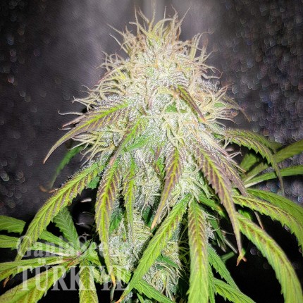 Auto Blue Amnesia feminised Ganja Seeds