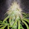 GanjaSeeds internet mağazasından kargo ile Auto Blue Amnesia feminised Ganja Seeds
