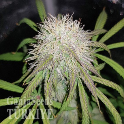 Auto Blue Amnesia feminised Ganja Seeds