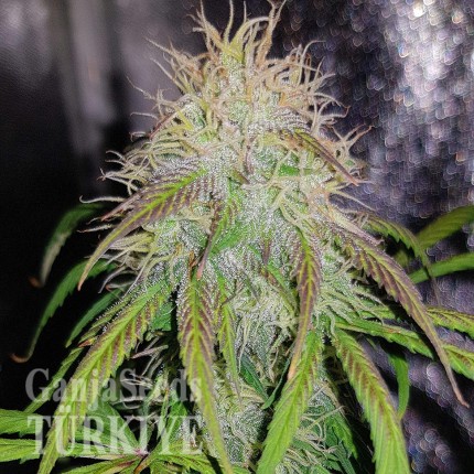Auto Blue Amnesia feminised Ganja Seeds