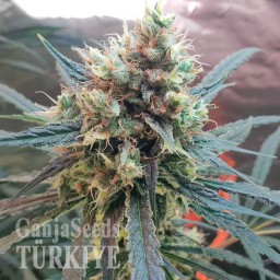 Amnesia feminised Ganja Seeds