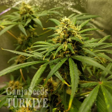 Auto Black Domina feminised Ganja Seeds
