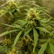 Samsun’da  Auto Black Domina feminised Ganja Seeds kenevir tohumu