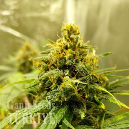 Auto Black Domina feminised Ganja Seeds