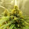 Trabzon’da  Auto Black Domina feminised Ganja Seeds kenevir tohumu