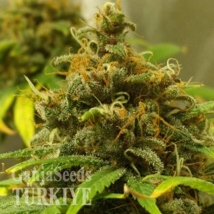 Auto Black Domina feminised Ganja Seeds