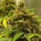 Yalova’da  Auto Black Domina feminised Ganja Seeds kenevir tohumu