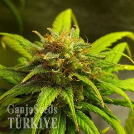 Auto Black Domina feminised Ganja Seeds