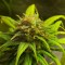 Rize’de  Auto Black Domina feminised Ganja Seeds kenevir tohumu