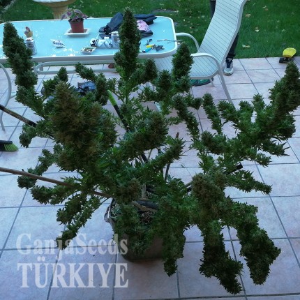 Auto Black Domina feminised Ganja Seeds