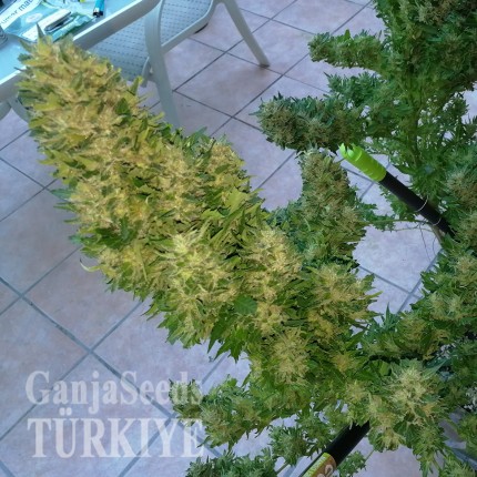 Auto Black Domina feminised Ganja Seeds