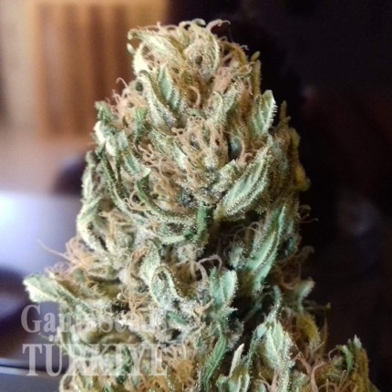 Auto Black Domina feminised Ganja Seeds