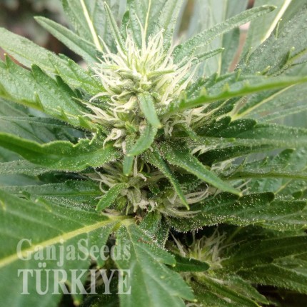 Auto Black Domina feminised Ganja Seeds