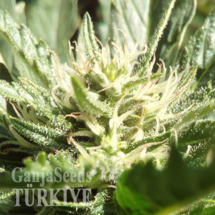 Auto Black Domina feminised Ganja Seeds