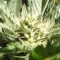 Auto Black Domina feminised Ganja Seeds Orijinal ambalajda kenevir tohumları
