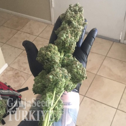 Auto Black Domina feminised Ganja Seeds