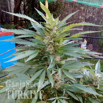 Auto Black Domina feminised Ganja Seeds