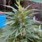 Auto Black Domina feminised Ganja Seeds Online kenevir tohumu