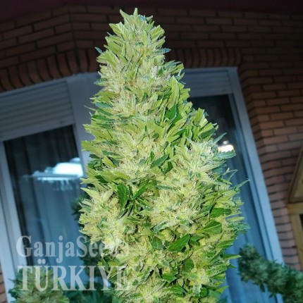 Auto Black Domina feminised Ganja Seeds