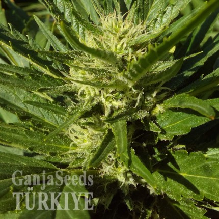 Auto Black Domina feminised Ganja Seeds