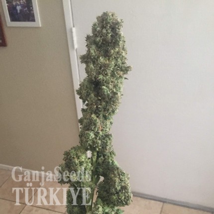 Auto Black Domina feminised Ganja Seeds